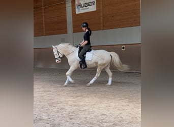 Niemiecki kuc wierzchowy, Wałach, 5 lat, 148 cm, Cremello