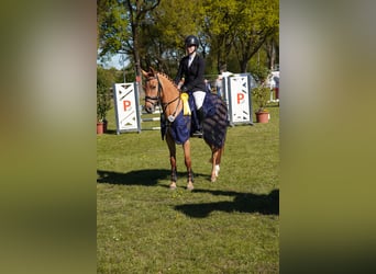 Niemiecki kuc wierzchowy, Wałach, 5 lat, 148 cm, Kasztanowata
