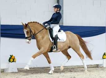 Niemiecki kuc wierzchowy, Wałach, 5 lat, 148 cm, Kasztanowata