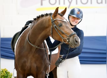 Niemiecki kuc wierzchowy, Wałach, 5 lat, 150 cm, Ciemnokasztanowata