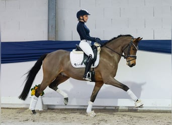 Niemiecki kuc wierzchowy, Wałach, 5 lat, 152 cm, Gniada