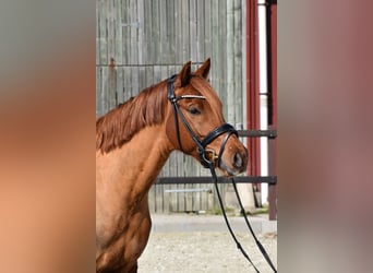 Niemiecki kuc wierzchowy, Wałach, 5 lat, 152 cm, Kasztanowata