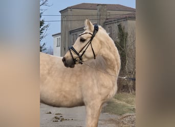 Niemiecki kuc wierzchowy, Wałach, 5 lat, 155 cm, Izabelowata