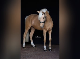 Niemiecki kuc wierzchowy, Wałach, 5 lat, 155 cm, Izabelowata