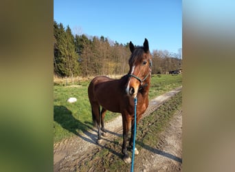 Niemiecki kuc wierzchowy Mix, Wałach, 5 lat, 160 cm, Gniada