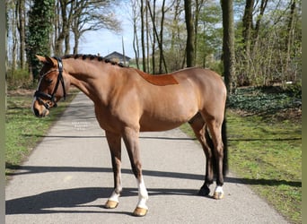 Niemiecki kuc wierzchowy, Wałach, 6 lat, 139 cm, Gniada