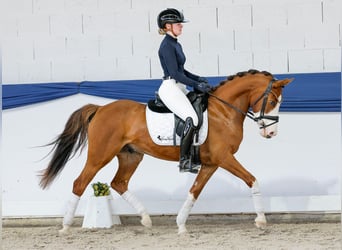 Niemiecki kuc wierzchowy, Wałach, 6 lat, 142 cm, Bułana