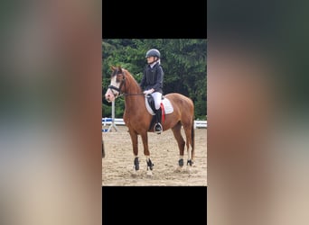 Niemiecki kuc wierzchowy, Wałach, 6 lat, 144 cm, Ciemnokasztanowata