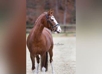 Niemiecki kuc wierzchowy, Wałach, 6 lat, 144 cm, Kasztanowata