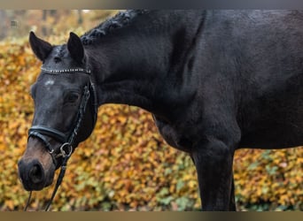 Niemiecki kuc wierzchowy, Wałach, 6 lat, 145 cm, Skarogniada