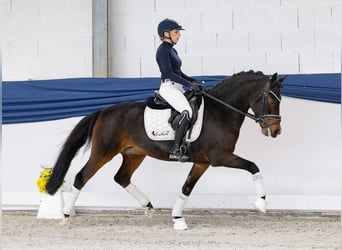 Niemiecki kuc wierzchowy, Wałach, 6 lat, 146 cm, Ciemnogniada