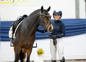 Niemiecki kuc wierzchowy, Wałach, 6 lat, 146 cm, Ciemnogniada