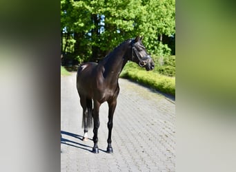 Niemiecki kuc wierzchowy, Wałach, 6 lat, 146 cm, Kara