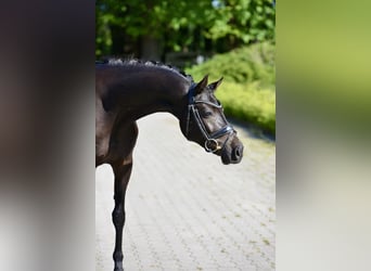 Niemiecki kuc wierzchowy, Wałach, 6 lat, 146 cm, Kara