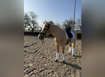 Niemiecki kuc wierzchowy, Wałach, 6 lat, 146 cm