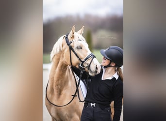Niemiecki kuc wierzchowy, Wałach, 6 lat, 146 cm