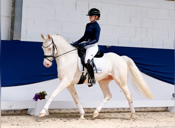Niemiecki kuc wierzchowy, Wałach, 6 lat, 147 cm, Cremello
