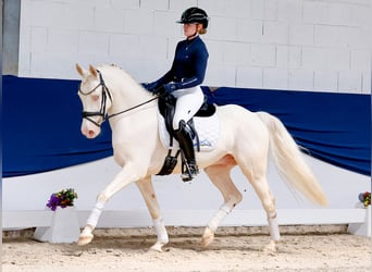 Niemiecki kuc wierzchowy, Wałach, 6 lat, 147 cm, Cremello