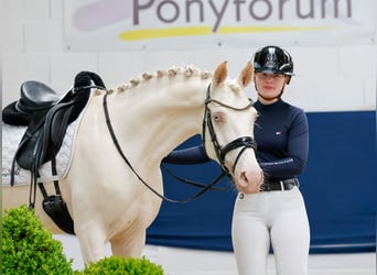 Niemiecki kuc wierzchowy, Wałach, 6 lat, 147 cm, Cremello