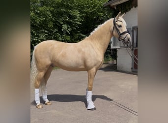Niemiecki kuc wierzchowy, Wałach, 6 lat, 147 cm, Izabelowata