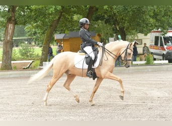 Niemiecki kuc wierzchowy, Wałach, 6 lat, 147 cm, Izabelowata