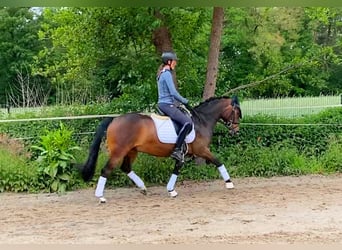 Niemiecki kuc wierzchowy, Wałach, 6 lat, 148 cm, Ciemnogniada