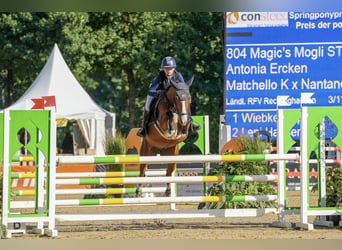 Niemiecki kuc wierzchowy, Wałach, 6 lat, 148 cm, Gniada