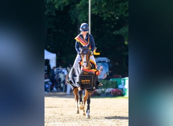 Niemiecki kuc wierzchowy, Wałach, 6 lat, 148 cm, Gniada