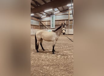 Niemiecki kuc wierzchowy, Wałach, 6 lat, 148 cm, Jelenia