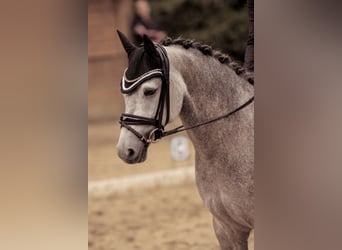 Niemiecki kuc wierzchowy, Wałach, 6 lat, 148 cm, Siwa