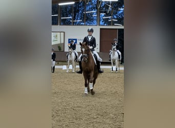 Niemiecki kuc wierzchowy, Wałach, 6 lat, 161 cm, Kasztanowata