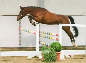 Niemiecki kuc wierzchowy, Wałach, 7 lat, 147 cm, Gniada