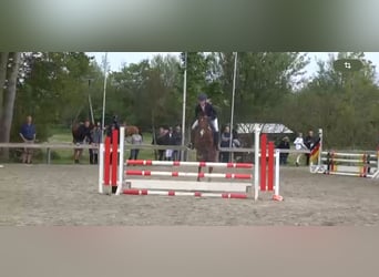 Niemiecki kuc wierzchowy, Wałach, 7 lat, 147 cm, Gniada