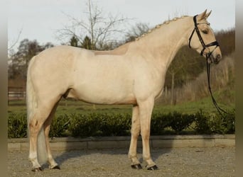 Niemiecki kuc wierzchowy, Wałach, 7 lat, 147 cm, Izabelowata