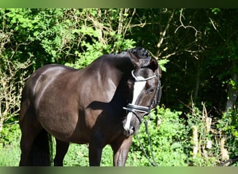 Niemiecki kuc wierzchowy, Wałach, 7 lat, 148 cm, Ciemnokasztanowata