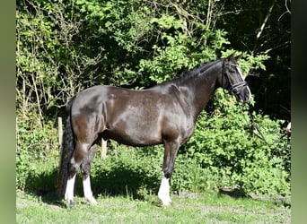 Niemiecki kuc wierzchowy, Wałach, 7 lat, 148 cm, Ciemnokasztanowata