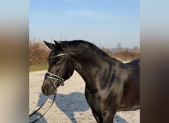 Niemiecki kuc wierzchowy, Wałach, 7 lat, 148 cm, Kara