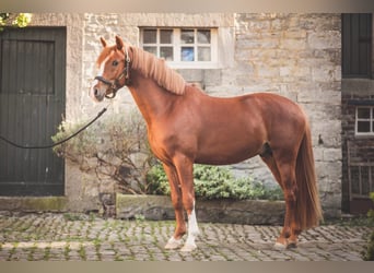 Niemiecki kuc wierzchowy, Wałach, 7 lat, 148 cm, Kasztanowata