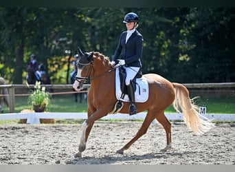Niemiecki kuc wierzchowy, Wałach, 7 lat, 148 cm, Kasztanowata