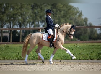 Niemiecki kuc wierzchowy, Wałach, 7 lat, 148 cm, Perlino