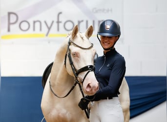 Niemiecki kuc wierzchowy, Wałach, 7 lat, 149 cm, Cremello