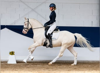 Niemiecki kuc wierzchowy, Wałach, 7 lat, 149 cm, Cremello