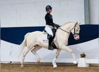 Niemiecki kuc wierzchowy, Wałach, 7 lat, 149 cm, Cremello