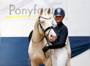 Niemiecki kuc wierzchowy, Wałach, 7 lat, 149 cm, Cremello