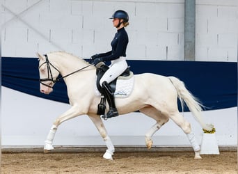 Niemiecki kuc wierzchowy, Wałach, 7 lat, 149 cm, Cremello
