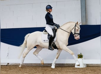 Niemiecki kuc wierzchowy, Wałach, 7 lat, 149 cm, Cremello