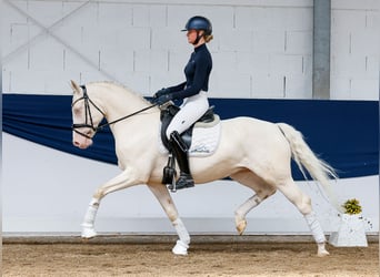 Niemiecki kuc wierzchowy, Wałach, 7 lat, 149 cm, Cremello