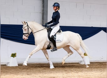 Niemiecki kuc wierzchowy, Wałach, 7 lat, 149 cm, Cremello