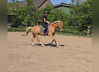 Niemiecki kuc wierzchowy, Wałach, 7 lat, 153 cm, Izabelowata