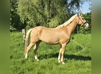 Niemiecki kuc wierzchowy, Wałach, 7 lat, 153 cm, Izabelowata